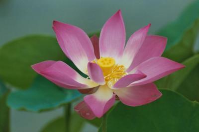 Java lotusbloem.jpg